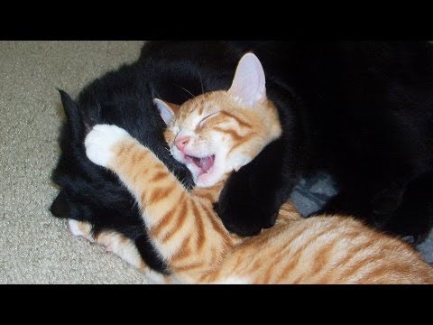 UFC: Ultimate Fighting Cats!