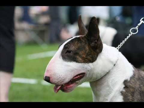 TOP 5 ultimate fighting dogs