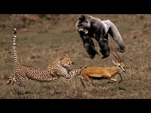 Animals Fighting For Foods Leopard vs Monkey | The Strongest Big Cat ULTIMATE FIGHT – Animals Save