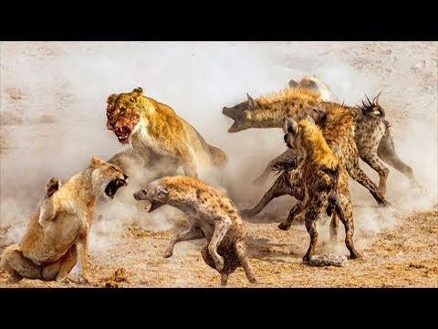 LIVE: Lions Vs Huyenas Team Ultimate Fight Compilation | Wild Animals Documentary  2018