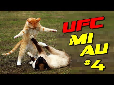 BRIGA DE GATOS ENGRAÇADOS 4 –  THE ULTIMATE CAT FIGHT