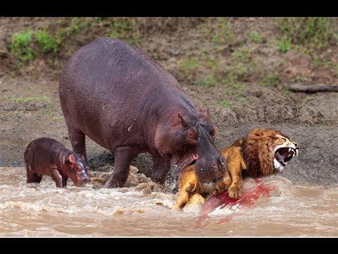 Hippo vs Lions Ultimate Fights 2018, Family Hippo Rescue Baby From Crazy Lion Hunting