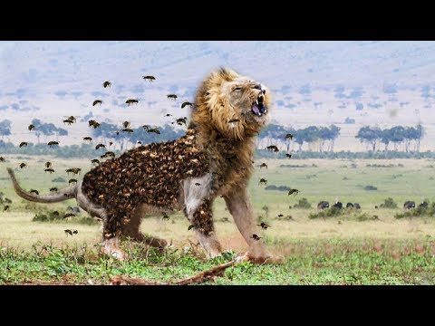 LIVE: 2000 Bees Vs Hungry Lion, Wild Animals Ultimate Fights 2018, Wildlife Battle for Survival