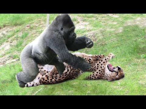 [LIVE] Wild Animals Ultimate Fights | Gorilla vs Leopard | Let’s Explore the Animal Planet 2019