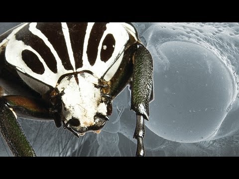 Ultimate Fighting Champion: The Goliath Beetle | Earth Unplugged