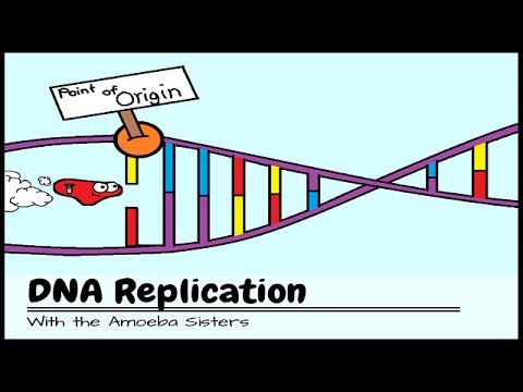 (OLD VIDEO) DNA Replication: The Cell's Extreme Team Sport