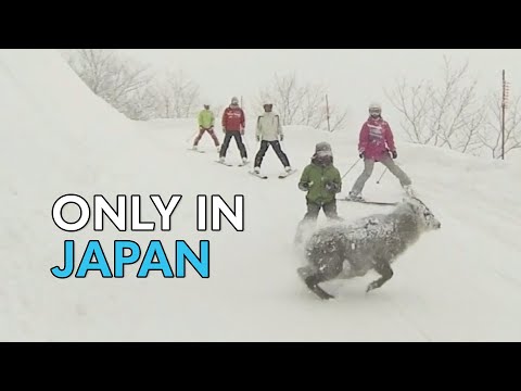 Skiers Narrowly Miss ﻿Japanese Serow | Only In Japan