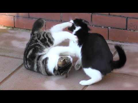 UFC: Ultimate Fighting Cats (3)