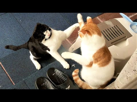 UFC: Ultimate Fighting Cats (6)