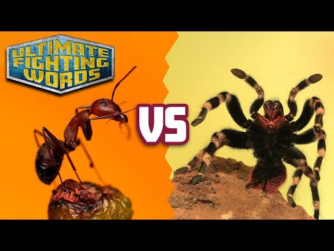 ANTS vs SPIDERS – Who is Stronger? | ULTIMATE FIGHTING WORDS